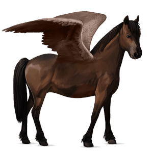 poney pégase français de selle bai brûlé