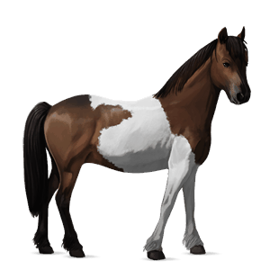 cheval de selle pie tobiano bai cerise