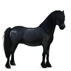 poney quarter pony noir