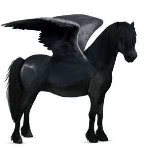 poney pégase highland pony noir
