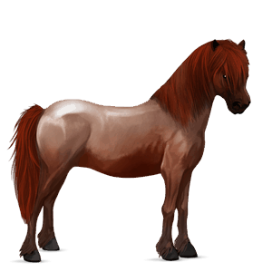 poney quarter pony alezan