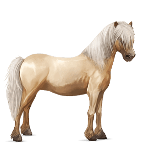 poney poney de selle belge alezan