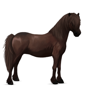 poney highland pony alezan brûlé