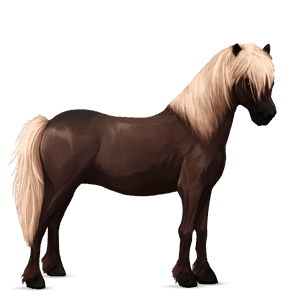 poney highland pony gris clair