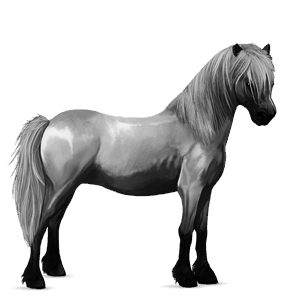 poney highland pony noir
