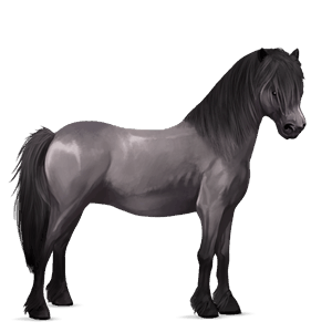 poney highland pony gris souris