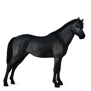 poney welsh noir