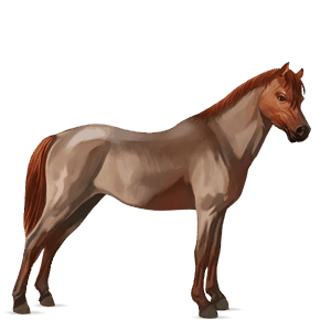 poney aubère