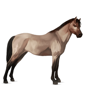 poney rouan