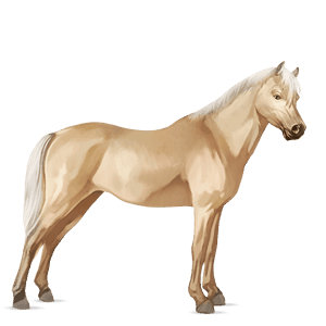 cheval de selle quarter horse bai