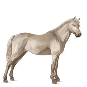 cheval de selle camargue gris clair