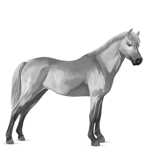 poney gris clair