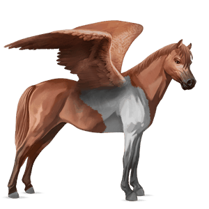 poney pégase français de selle pie tobiano alezan