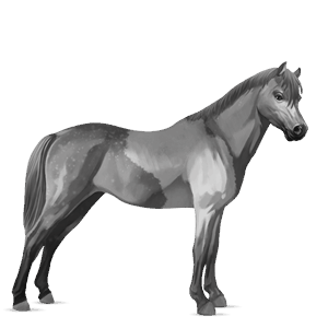 poney highland pony noir