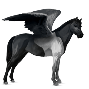 poney pégase français de selle pie overo noir