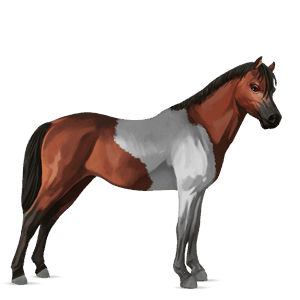 poney fjord gra