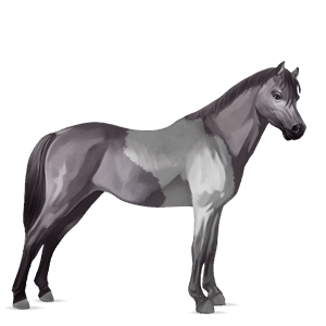 poney welsh bai