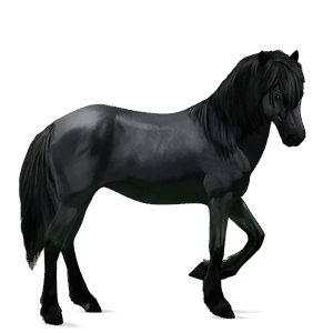 cheval de selle trotteur français noir