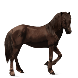 cheval de selle cheval islandais alezan brûlé