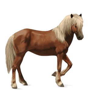 cheval de selle henson bai