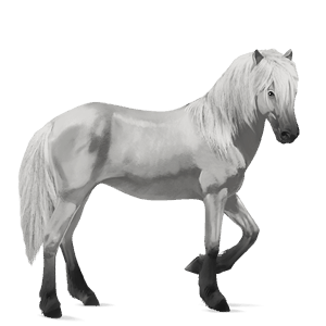 cheval de selle holstein bai cerise