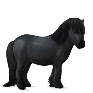 poney noir