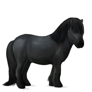 poney poney de terre-neuve noir