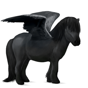 poney pégase shetland noir