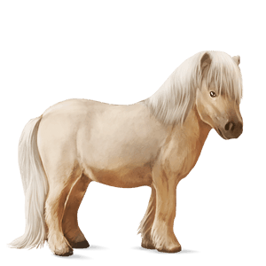 poney palomino