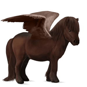 poney pégase shetland bai brûlé