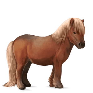 poney alezan crins lavés