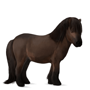 poney shetland bai brûlé