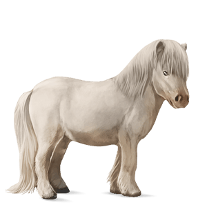 poney shetland cremello