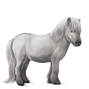 poney gris clair