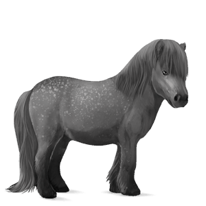 poney shetland gris pommelé