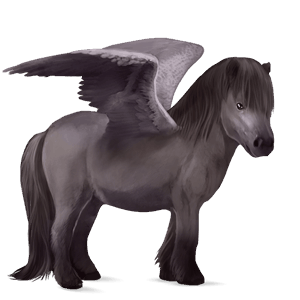 poney pégase shetland gris souris