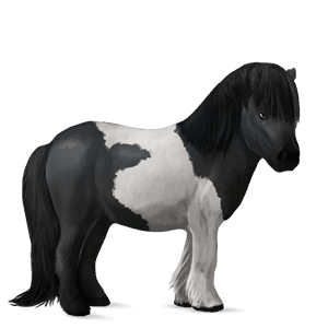 poney shetland noir