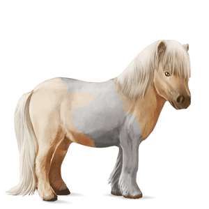 poney quarter pony aubère