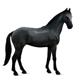 cheval de selle oldenbourg noir