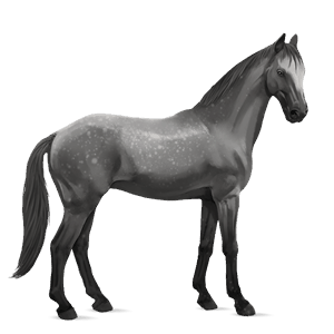 cheval de selle quarter horse bai