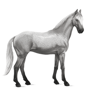 cheval de selle pure race espagnole gris pommelé
