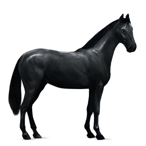 cheval de selle mustang aubère