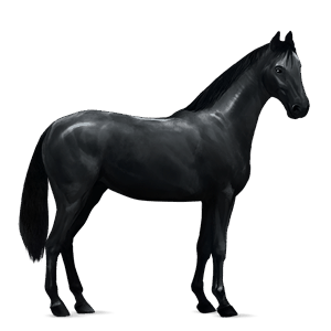 cheval de selle noir
