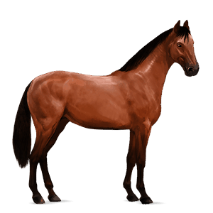cheval de selle quarter horse bai