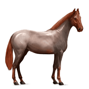 cheval de selle hanovrien aubère