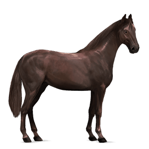 cheval de selle alezan brûlé