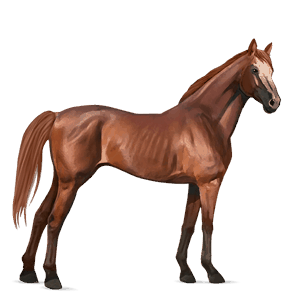 cheval de selle pur-sang anglais bai