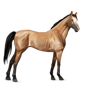 cheval de selle pur-sang anglais bai brûlé