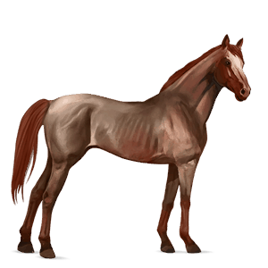 cheval de selle arabe d'ouranos gris clair