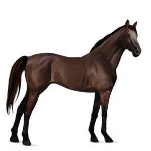 cheval de selle pur-sang anglais alezan brûlé
